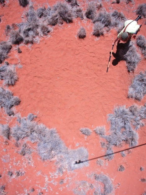 Graduate student Jen Guyton collects data on the “fairy circles,” which exhibit strikingly regular spatial patterns that have mystified many observers. (Image: Tyler Coverdale)